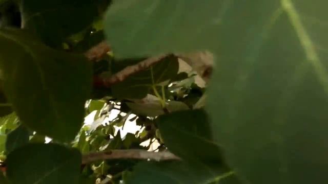 США. Наш двор утром - ананасы,инжир,кактусы,пальмы,цветы,кустарники смотреть онлайн