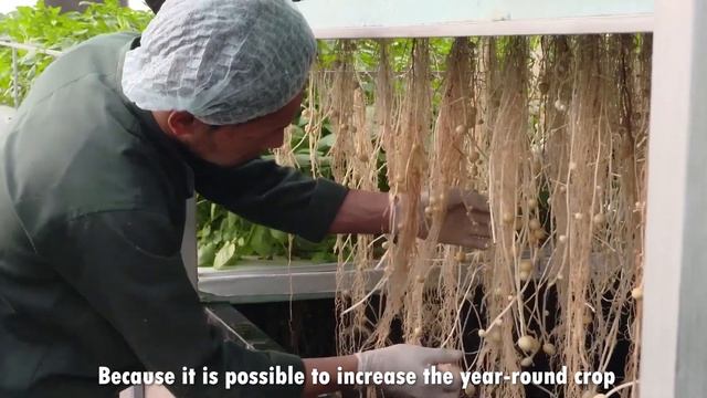 Aeroponics Potatoes Growing Process | Amazing Aeroponics Agriculture Technology | Potato Chip Makin