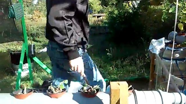 Гидропоника режу и плачу😓 Hydroponics I cut and plachu😓 смотреть онлайн