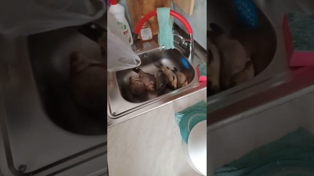 Как снять зеркальный элемент с бокового правого зеркала заднего вида Митсубиси паджеро 2, 1994г. смотреть онлайн