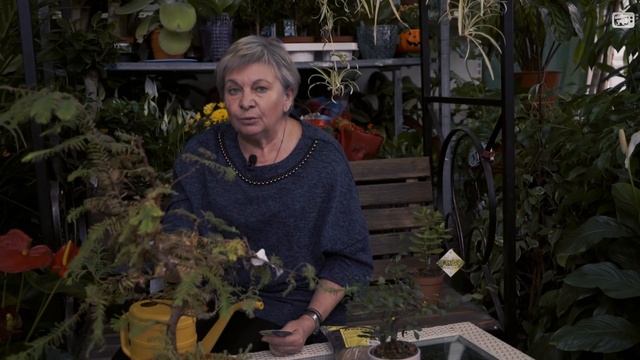 Бонсай ? Правильный Уход ✔️ Почему погибает Бонсай ? hitsadtv смотреть онлайн