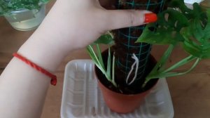 Тотем из мха своими руками