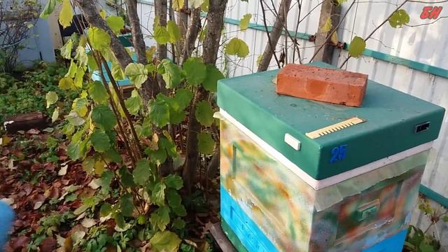 размножение фундука, орешник, лещины смотреть онлайн