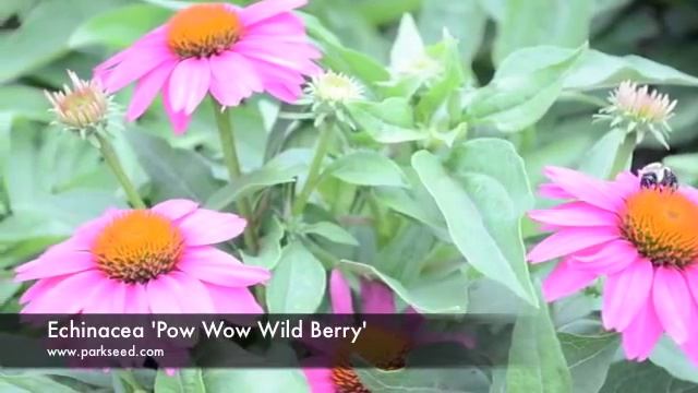 Echinacea 'Pow Wow Wild Berry' смотреть онлайн