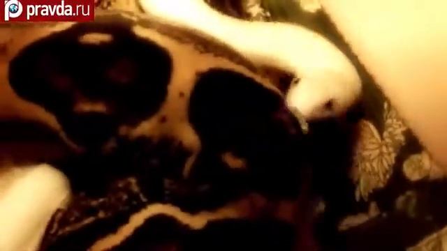 Змеиный массаж страшно полезно смотреть онлайн