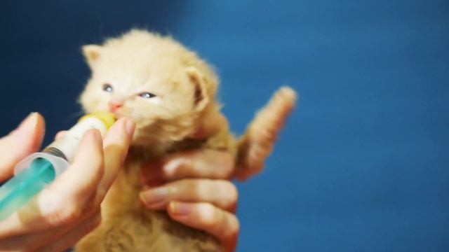Bottle Feeding Kittens / Bottle Feed Baby Kittens смотреть онлайн