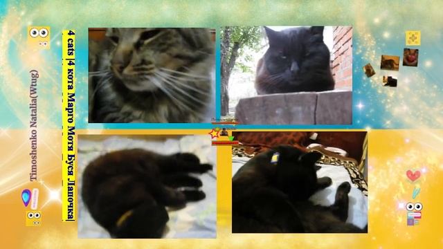 Что не любят котики? герань и обходят ее стороной? смотреть онлайн