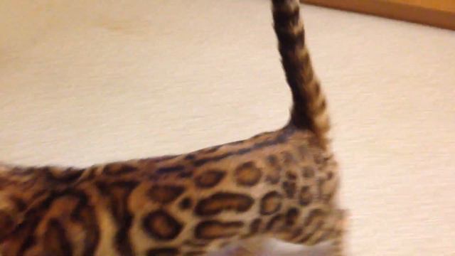 Бенгальский кот Импульс смотреть онлайн