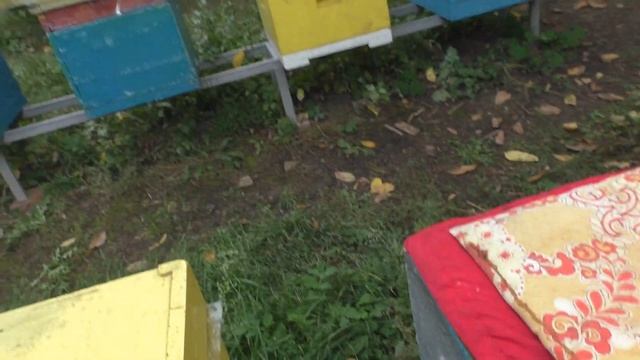 Способы подкормки пчел.  Лучший вариант