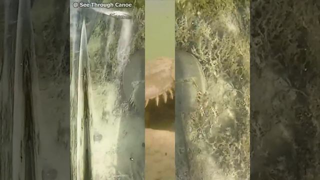 This is how a horseshoe crab swims... смотреть онлайн