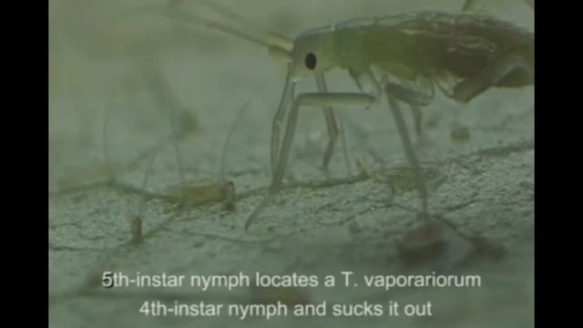 ПОЛЕЗНОЕ НАСЕКОМОЕ - ХИЩНЫЙ КЛОП МАКРОЛОФУС ПРОТИВ БЕЛОКРЫЛКИ смотреть онлайн