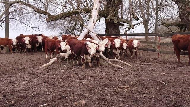 ПЛЕМ БЫЧОК ГОТОВИТСЯ ЕХАТЬ В МЕДЫНЬСКИЙ РАЙОН. Ооо Дик Калужская область. #дикфарм #dikfarm смотреть онлайн