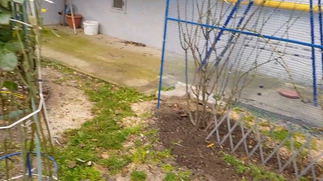 При посадке Плетистых Роз на ЮГЕ, учитывайте РАЗМЕРЫ ВЗРОСЛЫХ КУСТОВ, их габариты огромны 9.12.21 г смотреть онлайн