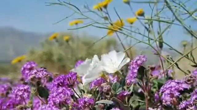 Копия видео "Цветущая пустыня Anza Borrego часть 2 автор клипа Зоя Боур-Москаленко" смотреть онлайн