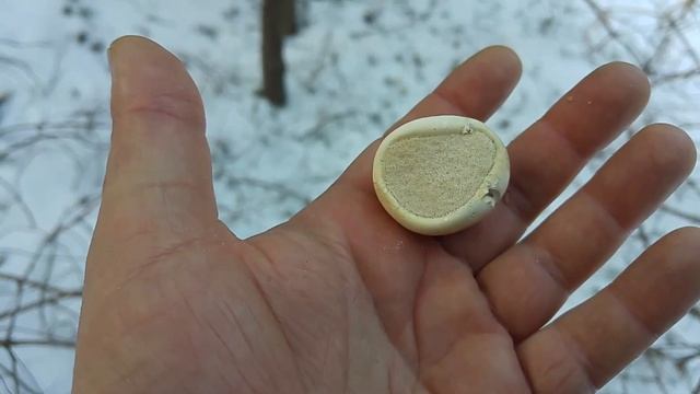 Białoporek brzozowy ( Piptoporus betulinus ) Jaworzno смотреть онлайн