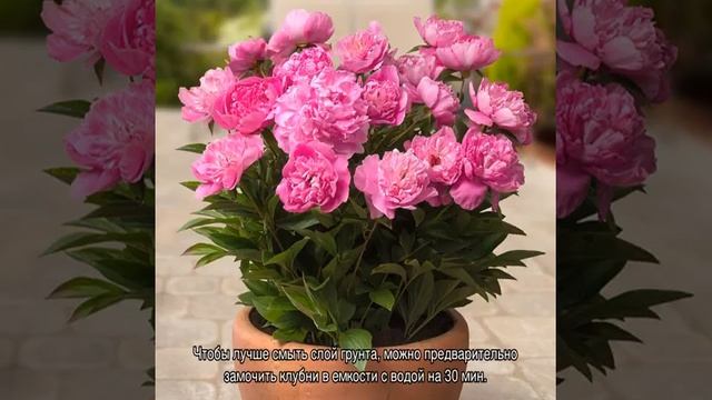 Как пересадить пионы, и как рассадить их весной смотреть онлайн