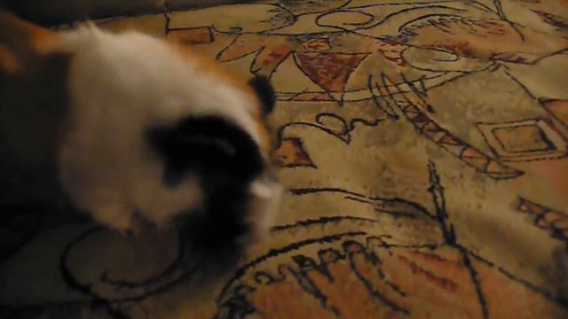 Морская свинка Буся устраивает гонки по дивану!) смотреть онлайн