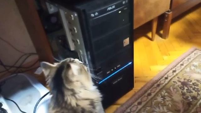 Любопытная кошечка.