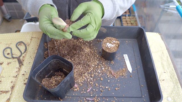 Green House 2022.2.庭で植え替え カルフォルニアサンセット [多肉植物] смотреть онлайн
