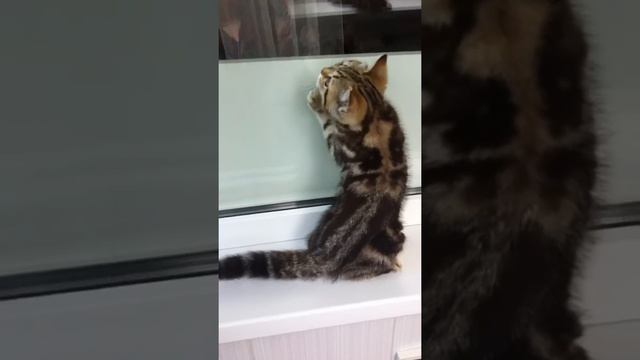 Осман черный мрамор на золоте смотреть онлайн