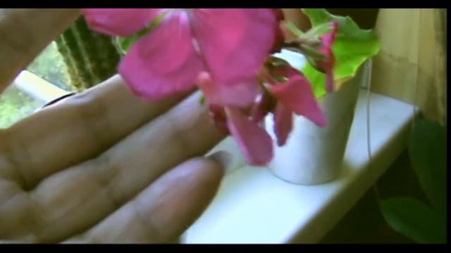 МОИ ГЕРАНИ В МАЕ //MY GERANIUMS ARE IN MAY смотреть онлайн