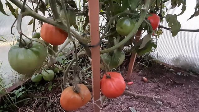 Томат "Фатер Рейн". Урожай 2020 года. Новинка сезона. смотреть онлайн