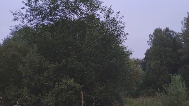 Выпуск болотной совы 2-2017(10) смотреть онлайн