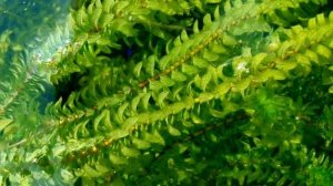 ЭЛОДЕЯ КАНАДСКАЯ. СОДЕРЖАНИЕ И РАЗВЕДЕНИЕ