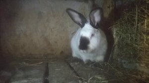 Когда нужно случать кролицу после окрола.