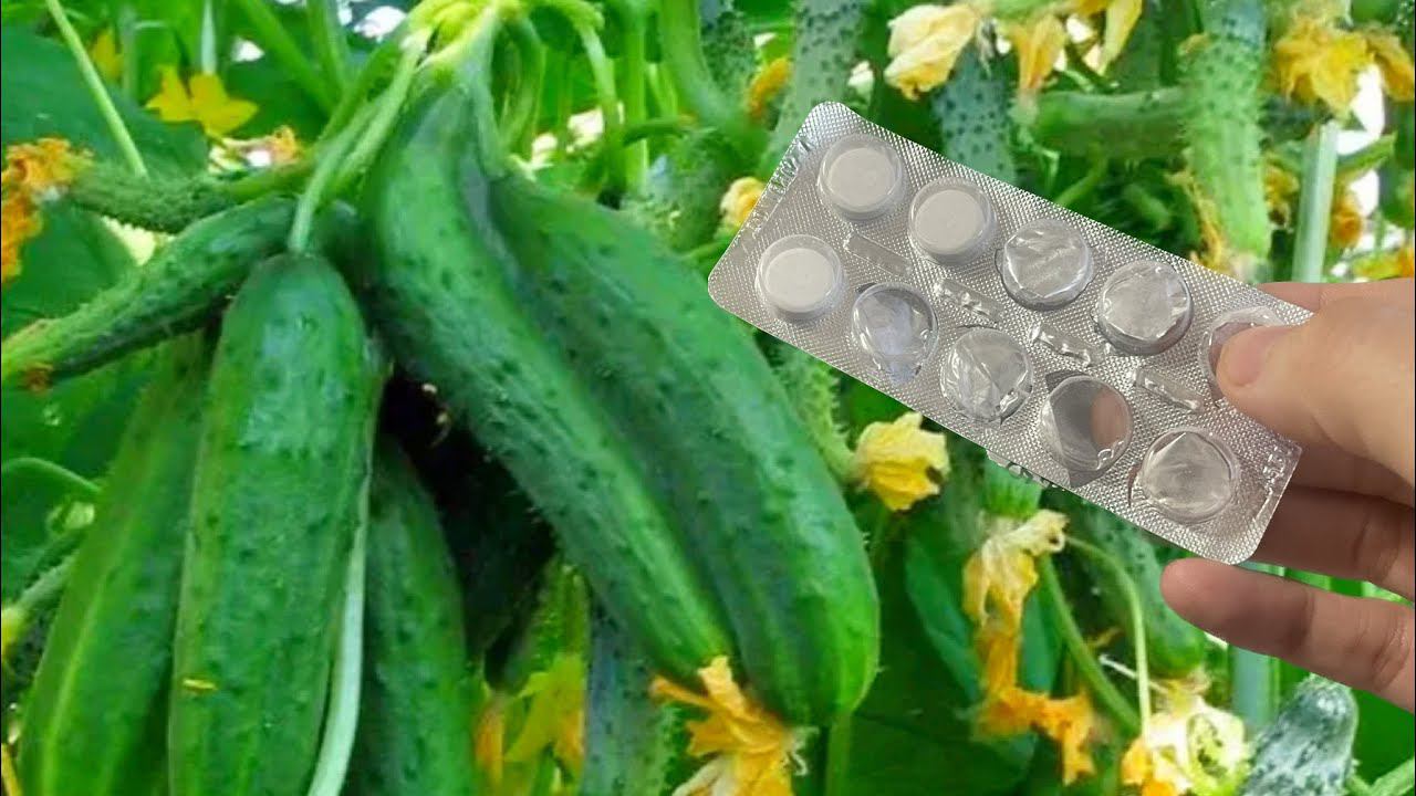 ОГУРЦЫ с ума сходят от этих 2 таблеток! Прут вовсю и плодоносят без остановки! смотреть онлайн