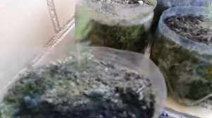 Выращивание голубой ели из семян в домашних условиях 2018 / продолжение / Наблюдения 1