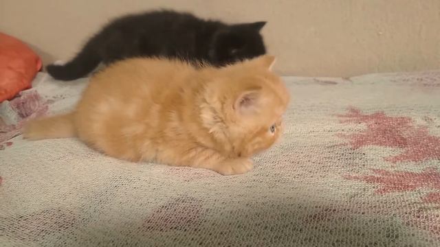 Котята-экзоты из питомника Страна Мяурияв возрасте месяца и одной недели. смотреть онлайн