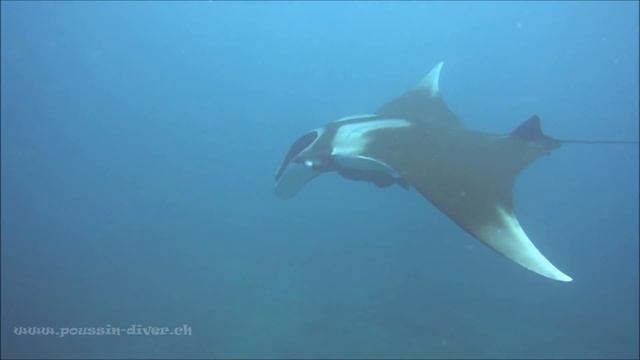manta océanique / manta birostris Thaïlande смотреть онлайн