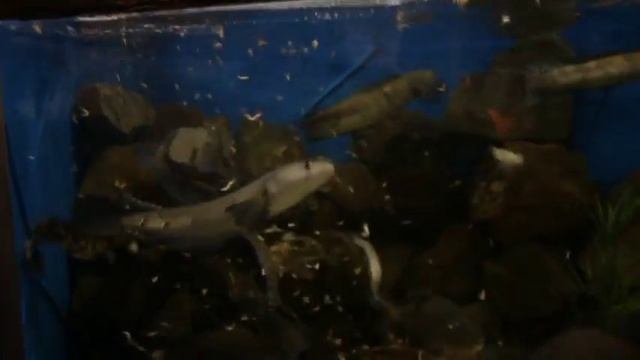 Сом клариус, Пиранья Бурый Паку и Змееголов смотреть онлайн