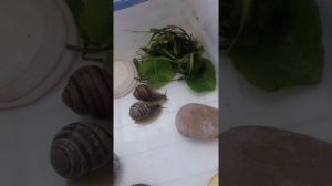 Чем кормить садовых улиток?