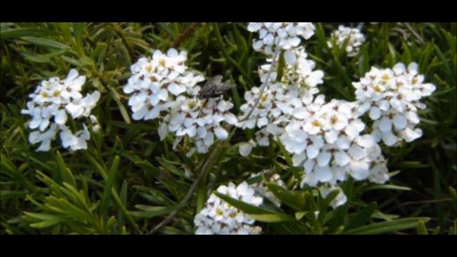 Ubiorek wiecznie zielony - Poradnik Ogrodowy #127 смотреть онлайн
