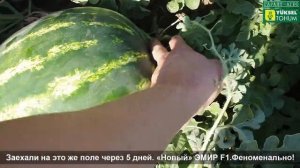 Новый гибрид арбуза. "Новый" ЭМИР F1)))
