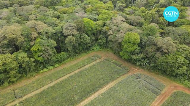 Costa Rica leads in pineapples, but it comes at a cost смотреть онлайн