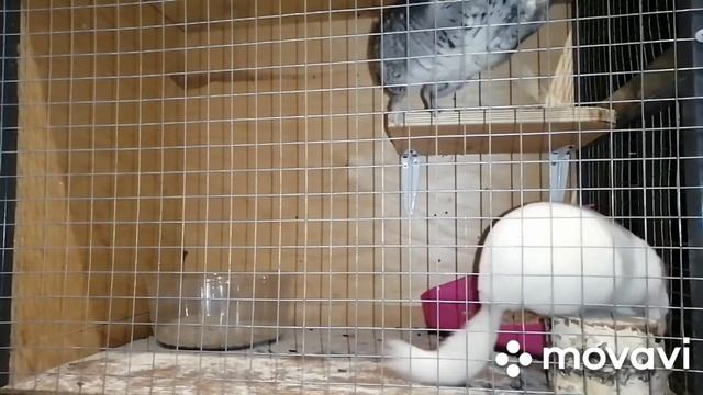 Питание беременной шиншиллы. смотреть онлайн