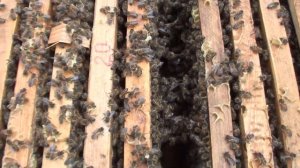 Как вывести маток. Как сделать стартер для вывода маток. Семья воспитательница.