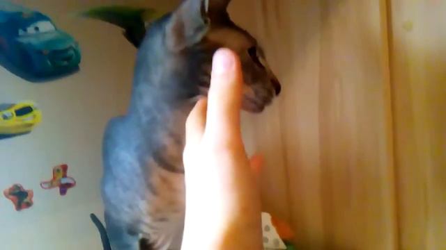 Моя кошка смотреть онлайн