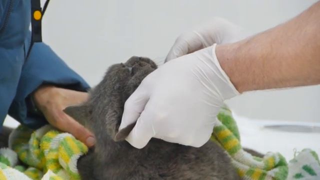 бездомный кот подвергся пыткам смотреть онлайн
