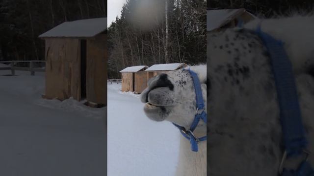 НАПЫЩЕННАЯ ЛАМА ПЛЮЕТСЯ смотреть онлайн