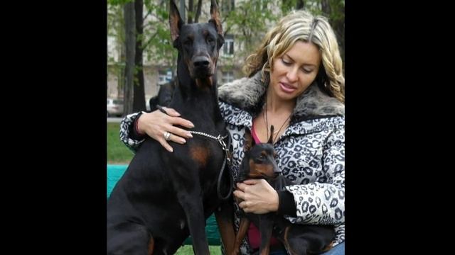 DOBERMANS IZ ZOOSFERY