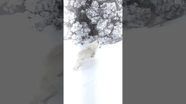 Berger blanc suisse plays with snow. смотреть онлайн