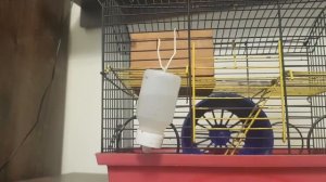 Как хомяк ведет себя в первый день после покупки