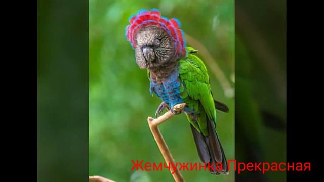 Веерный попугай. смотреть онлайн