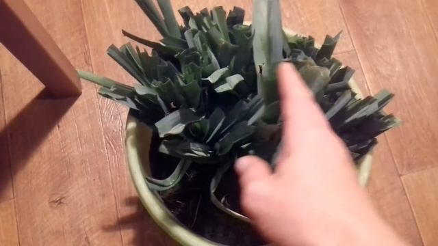 Порей. Как хранить зимой. смотреть онлайн