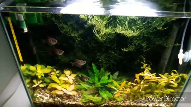 Аквариум 20 литров смотреть онлайн