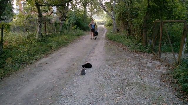 Дрессировка восточно -европейской овчарки смотреть онлайн